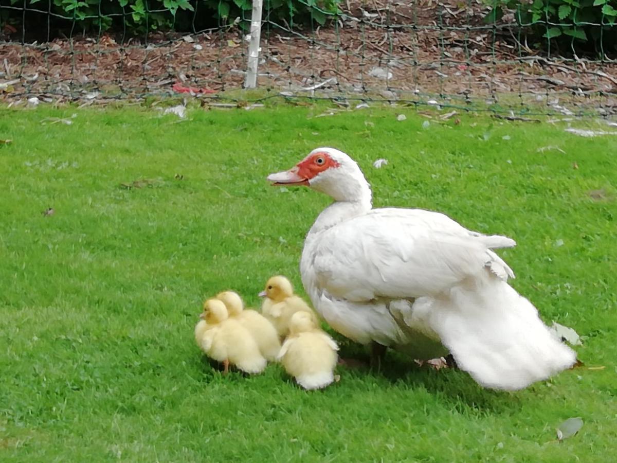 Bed and Breakfast Clumber Lane End Farm Вёксоп Экстерьер фото