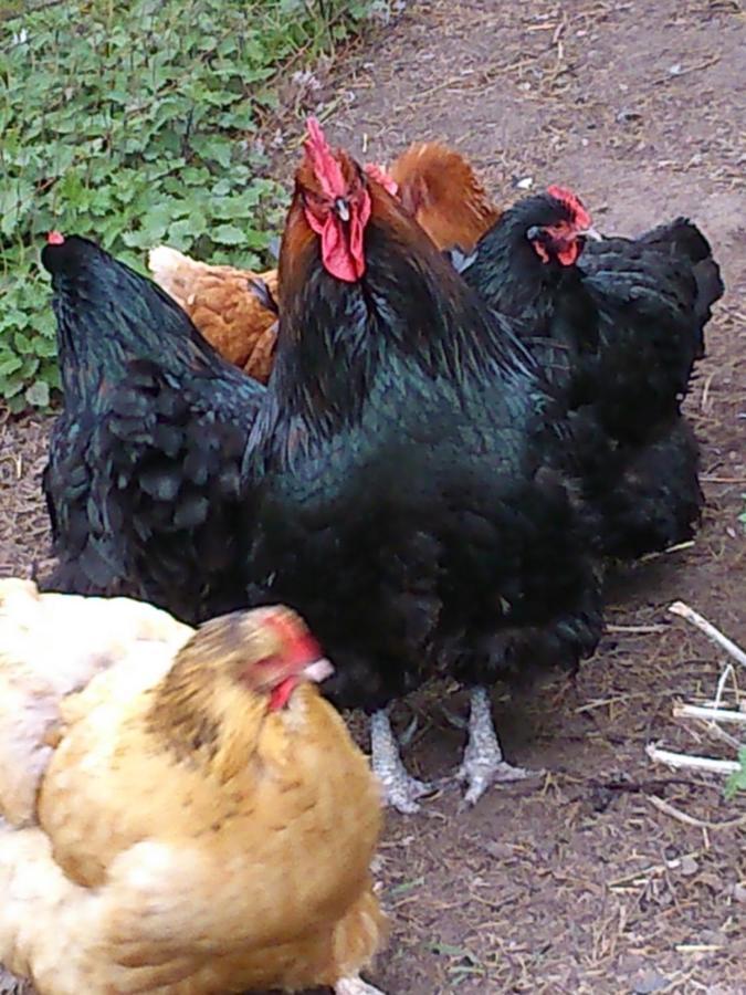 Bed and Breakfast Clumber Lane End Farm Вёксоп Экстерьер фото